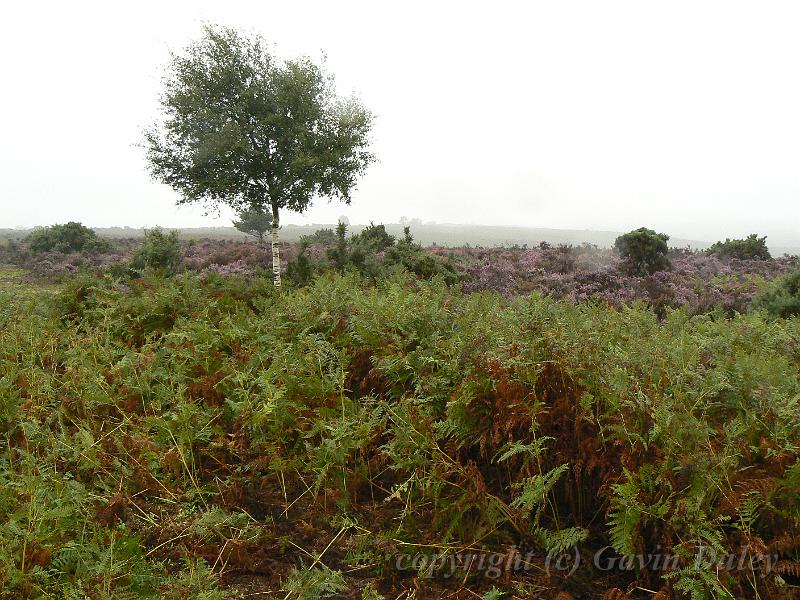 Heathland in the rain, New Forest P1120566.JPG